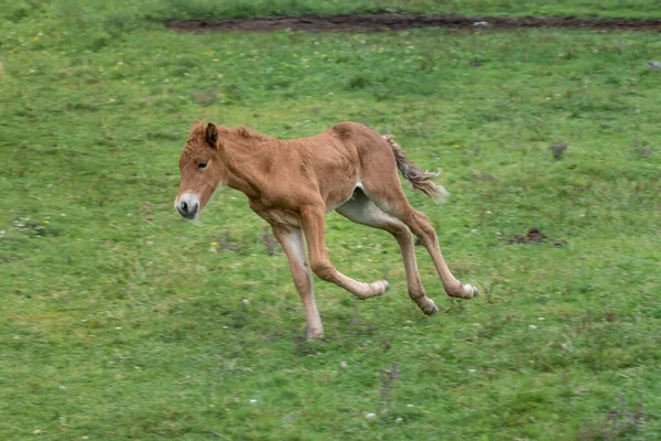 Castanha Colorido Cavalo Islandês Potro Trote Strutting Torno Campo Verde — Fotografia de Stock