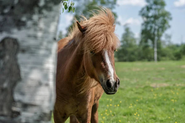 Curiosa Castanha Colorido Cavalo Islandês Espreitando Trás Uma Árvore Vidoeiro — Fotografia de Stock