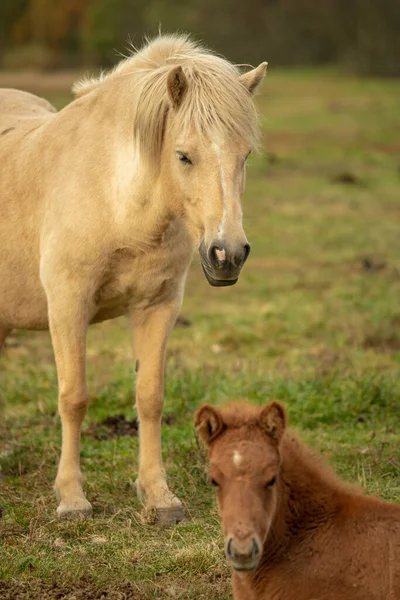 Bleke Beige Ijslandse Paardenmerrie Met Haar Bruine Veulen Liggend Groen — Stockfoto