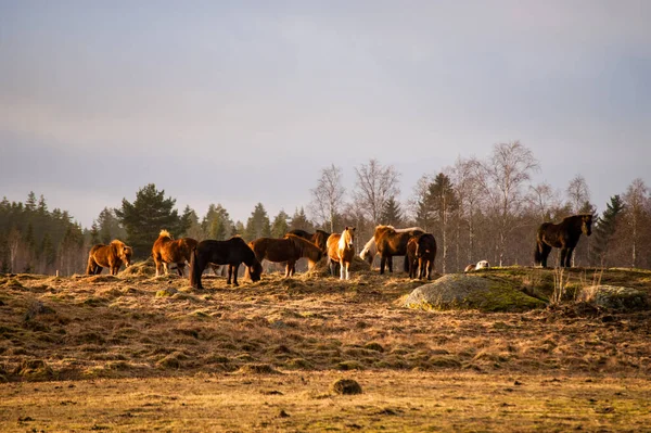 Troupeau Chevaux Islandais Soleil Soir — Photo