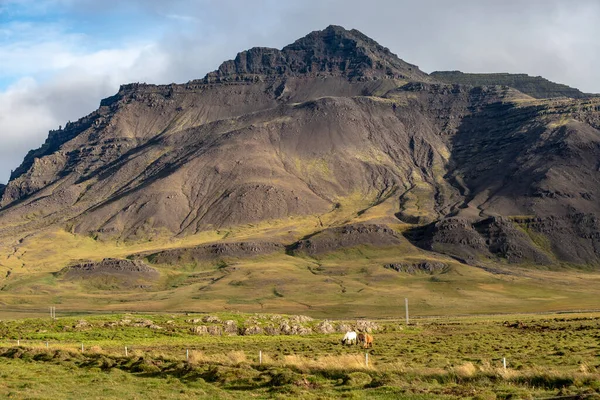冰岛乡村一座巨大的火山山脚下 冰岛的马在一片绿色的牧场上吃草 — 图库照片