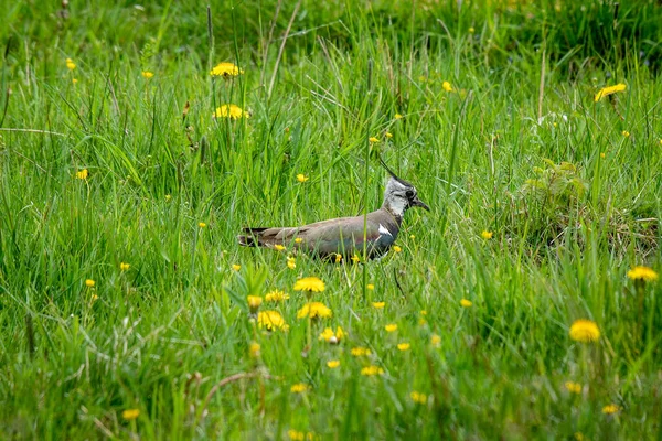 Pássaro Lapidação Estaca Vanellus Vanellus Caminhando Grama Verde Vibrante Com — Fotografia de Stock