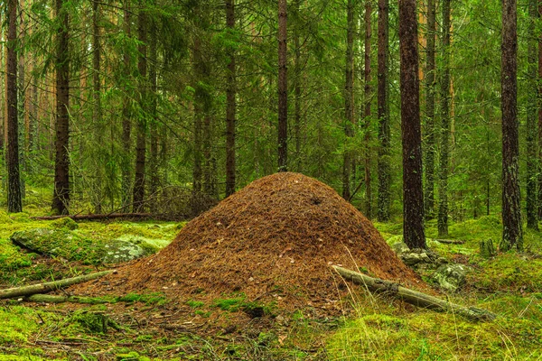 森の床を覆う緑の苔でスウェーデンの緑豊かな緑のモミや松林の真ん中に松の針から大規模な蟻塚 — ストック写真
