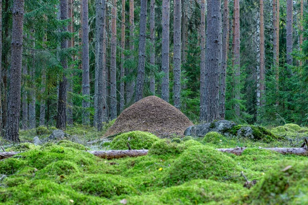 森の床に緑の苔の厚い層と スウェーデンの緑豊かな緑の松やモミの森の真ん中に大規模なアンチル — ストック写真