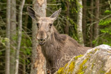 Close view of a large female moose standing behind a rock in a green forest in Sweden, with its mouth open clipart