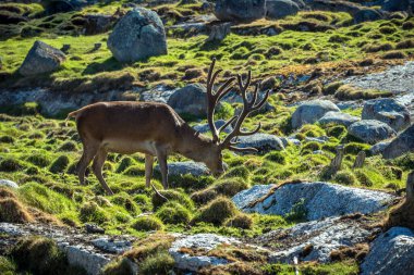 Erişilemez bir tarlada otlayan büyük bir erkek geyik yeşil çimenler, büyük kayalar ve altın bir akşam güneşi.