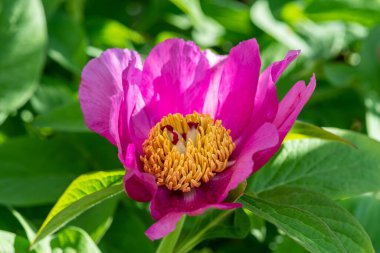 Büyük pembe bir Çin şakayık çiçeğinin yaz manzarası, sarı gün ışığında parlayan peeonia laktiflora.