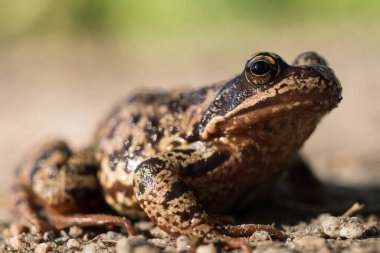 Kameraya bakan büyük bir yaprak kurbağasının yakın çekimi..