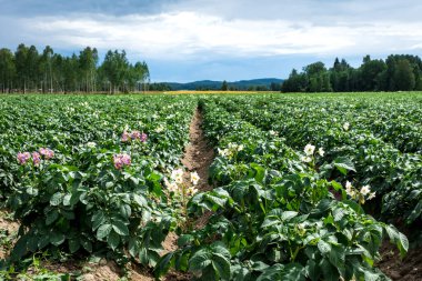 Patates bitkilerinin düz sıra ekildiği geniş bir patates tarlasının alçak açılı görüntüsü