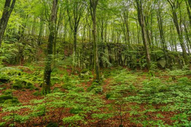 İsveç 'in güneyindeki Skane' deki güzel yeşil kayın ormanı. Yeşiller yemyeşil ağaçlar ve orman tabanı turuncu ve kırmızı yapraklarla dolu.
