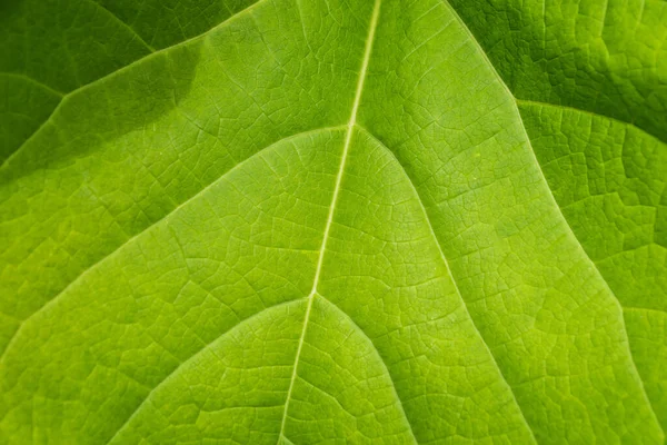Zbliżenie Dużego Zielonego Liścia Pięknym Szczegółowym Wzorem Żyłami — Zdjęcie stockowe