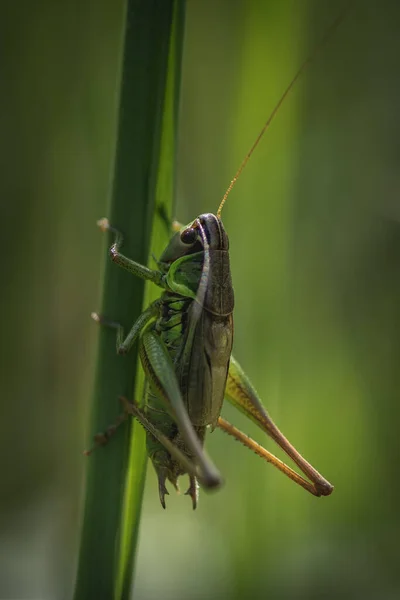 Detailed Close Large Green Grasshopper Sunlight Clinging Straw — Stock Photo, Image