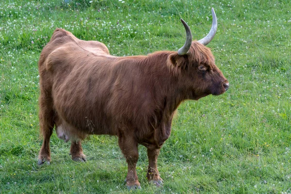 Grande Vaca Bovina Das Terras Altas Com Chifres Longos Pele — Fotografia de Stock