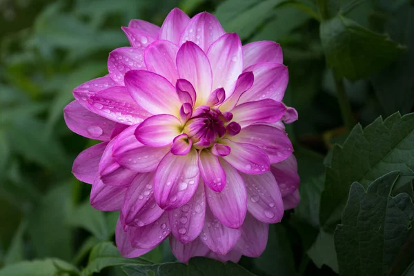 Gros Plan Une Belle Dahlia Rose Avec Rosée Matinale Gouttes — Photo