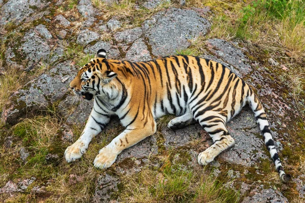 Beau Tigre Reposant Sur Rocher Dans Zoo Orsa Suède — Photo