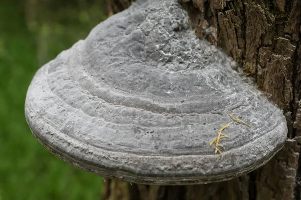 Hongos Grandes Poros Blancos Poros Leñosos Que Crecen Árbol — Foto de Stock