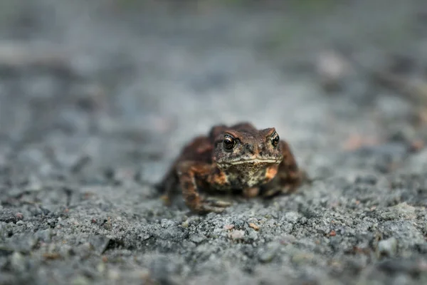 沙地上的一只褐色青蛙 非常浅浅的地底 只有眼球在尖锐的焦点上 — 图库照片