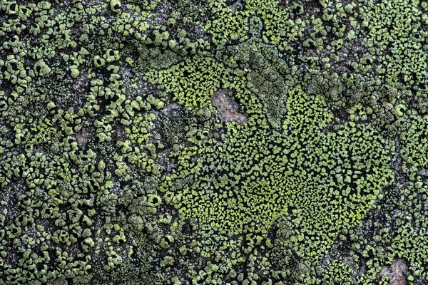 Bir Kayanın Üzerinde Büyüyen Limon Yeşili Liken Hakkında Detaylı Bilgi — Stok fotoğraf