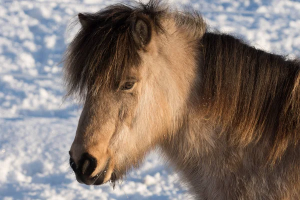 Cavalo Islandês Marrom Claro Preto Livre Neve Dia Inverno Brilhante — Fotografia de Stock