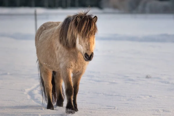 Ljusbrun Och Svart Islandshäst Utomhus Snön Ljus Och Solig Vinterdag — Stockfoto