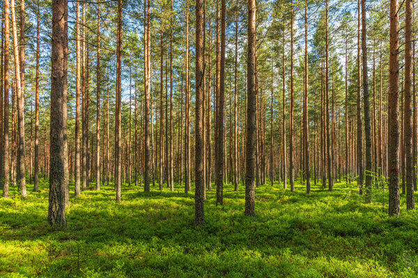 Beautiful summer view of a well cared and vibrant green pine forest in Sweden with green blueberry sprigs covering the forest floor and sunlight shining through the branches