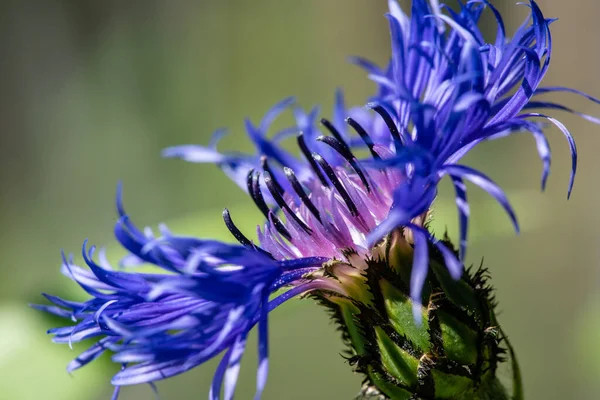 Beautiful Magnified Close Blue Corn Flower Bluebonnet — Stock Photo, Image