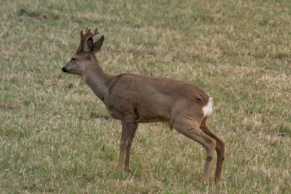 European Roe Deer Buck Med Växande Horn Stående Ett Grönt — Stockfoto