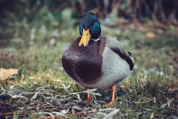 Close Male Mallard Fresh Water Duck Glittering Green Head — Stock Photo, Image