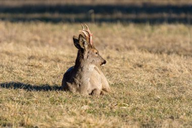 Yeni kazınmış boynuzları olan bir erkek geyik. Bir tarlada çimenlerde uzanmış, öğleden sonra güneşinde dinleniyor.