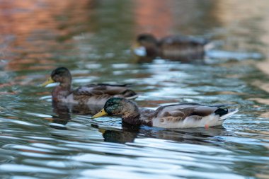 Genç erkek yaban ördeği akşam ışığında ipek gibi suda yüzüyor.