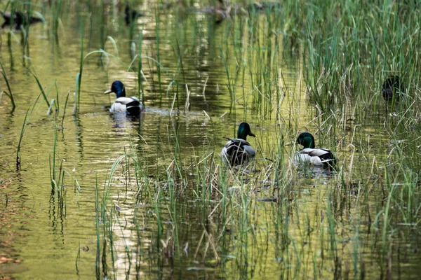 Τρεις Αρσενικές Πάπιες Mallard Κολυμπούν Μέσα Από Φύκια Μια Λίμνη — Φωτογραφία Αρχείου
