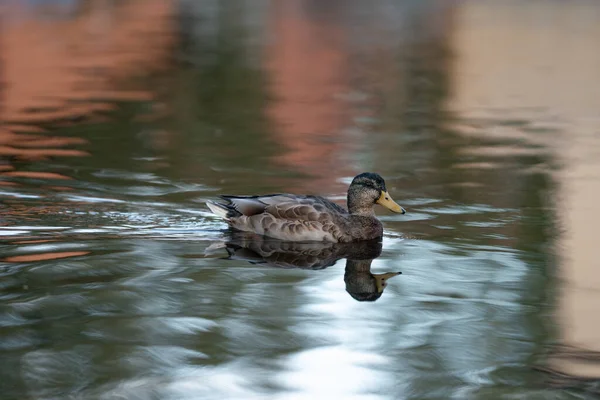 Pato Mallard Macho Nadando Água Lisa Seda — Fotografia de Stock