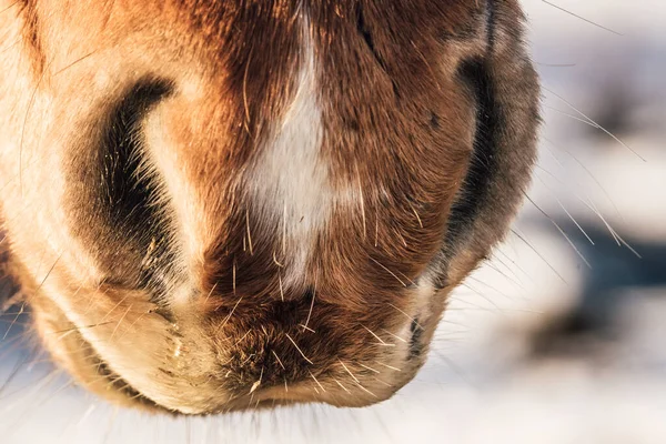 Closeup Snout Icelandic Horse Chestnut Brown Color Sunshine Left — Stock Photo, Image