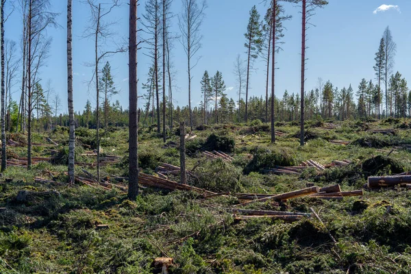 Nieuw Gekapt Bos Een Ontbossingsgebied Zweden Met Stammen Takken Grond — Stockfoto