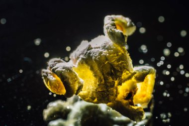  Patlamış mısırın yakınından fırlamış. Arkası efekt ile aydınlatılmış.