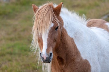 İzlanda 'da yeşil bir alanda duran beyaz ve kahverengi veya Pinto renkli, uzun yeleli İzlanda atının güzel portresi