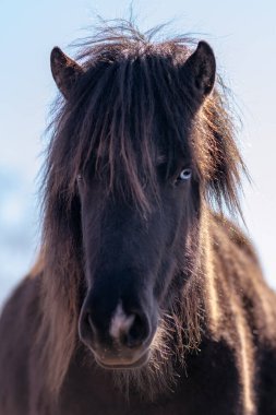 Güzel, siyah, mavi gözlü bir İzlandalı atın portresi. Güneşte parlayan yeleli mavi bir gökyüzüne karşı