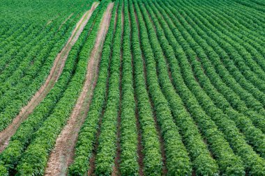 Büyük bir patates tarlasının yaz manzarası parlak güneş ışığında, yeşil bitkiler uzun düz sıralarda