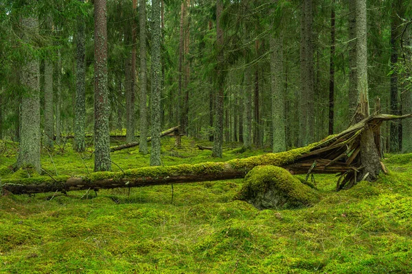 Hermoso Bosque Pinos Abetos Suecia Con Árbol Caído Suelo Del —  Fotos de Stock
