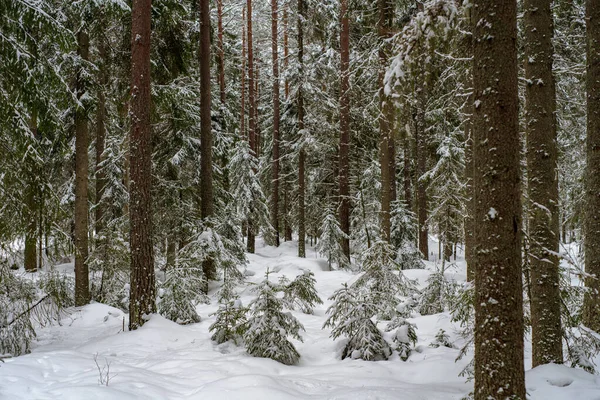 Diep Een Bos Zweden Winter Dennen Dennenbomen Zijn Bedekt Met — Stockfoto