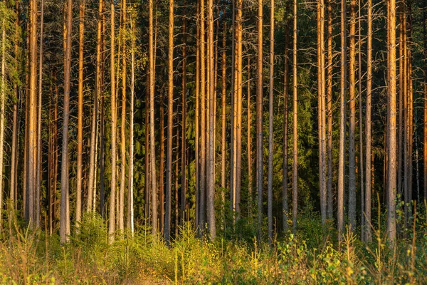 Hermosa Vista Del Comienzo Bosque Pinos Abetos Suecia Que Brilla — Foto de Stock