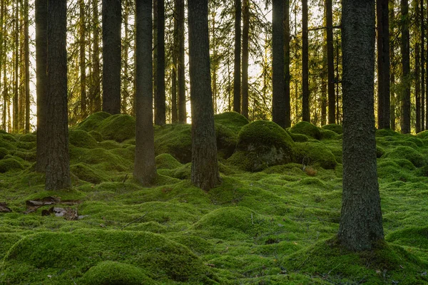 Gyönyörű Fenyő Fenyőerdők Svédországban Kövekkel Erdő Padlóján Vastag Zöld Moha — Stock Fotó