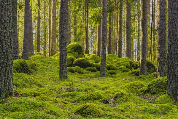 Hermoso Bosque Abeto Pino Suecia Con Rocas Cubiertas Musgo Verde —  Fotos de Stock