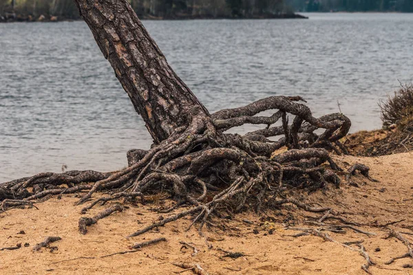 Πεύκο Δέντρο Παράξενες Ρίζες Που Προσπαθεί Κρατήσει Στη Χαλαρή Άμμο — Φωτογραφία Αρχείου