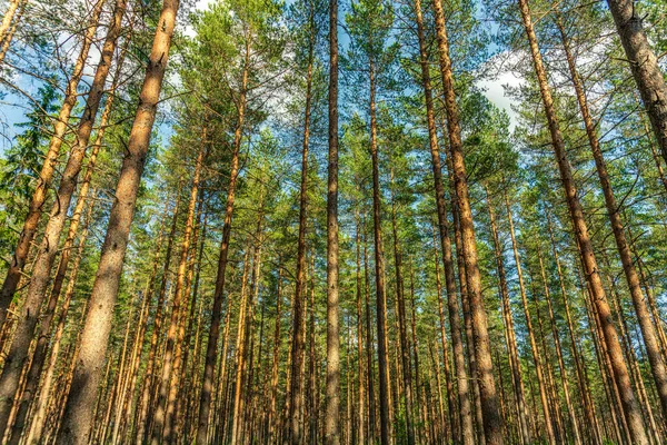 Vue Été Une Belle Forêt Pins Suède Vue Angle Bas — Photo