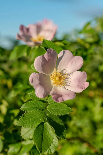 Kolorowe Zbliżenie Różowy Okrągły Liść Pies Róża Rosa Obtusifolia Pięknym — Zdjęcie stockowe