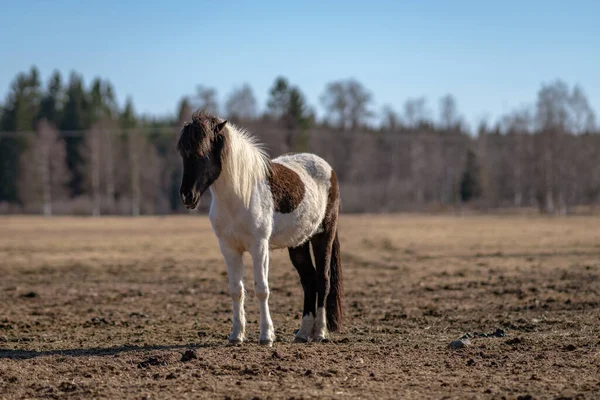 春の日差しの中で不毛の地に立つピンク色または黒と白のアイスランドの馬 — ストック写真