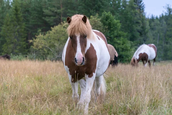 Castanho Branco Pinto Cavalo Islandês Colorido Com Uma Chama Branca — Fotografia de Stock