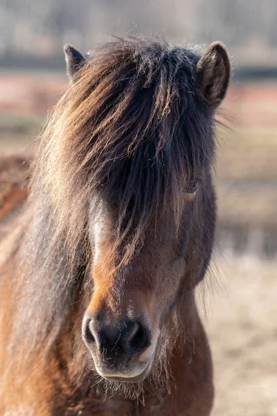 Vackert Närbild Mörk Islandshäst Med Mycket Lång Man Stående Utomhus — Stockfoto
