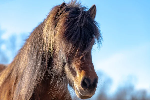 Beautiful Summer Portrait Brown Icelandic Horse Stallion Long Mane Glowing — Stock Photo, Image